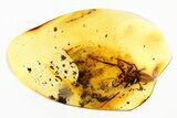 Huge, Detailed Fossil Jumping Spider (Salticidae) In Baltic Amber #292441-1